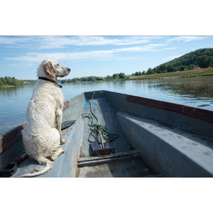 Easter Break with your Dog! (Tips for a stress free getaway!)