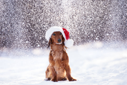🎄 Ultimate Christmas Gift Guide for Dog Lovers 2024🎄