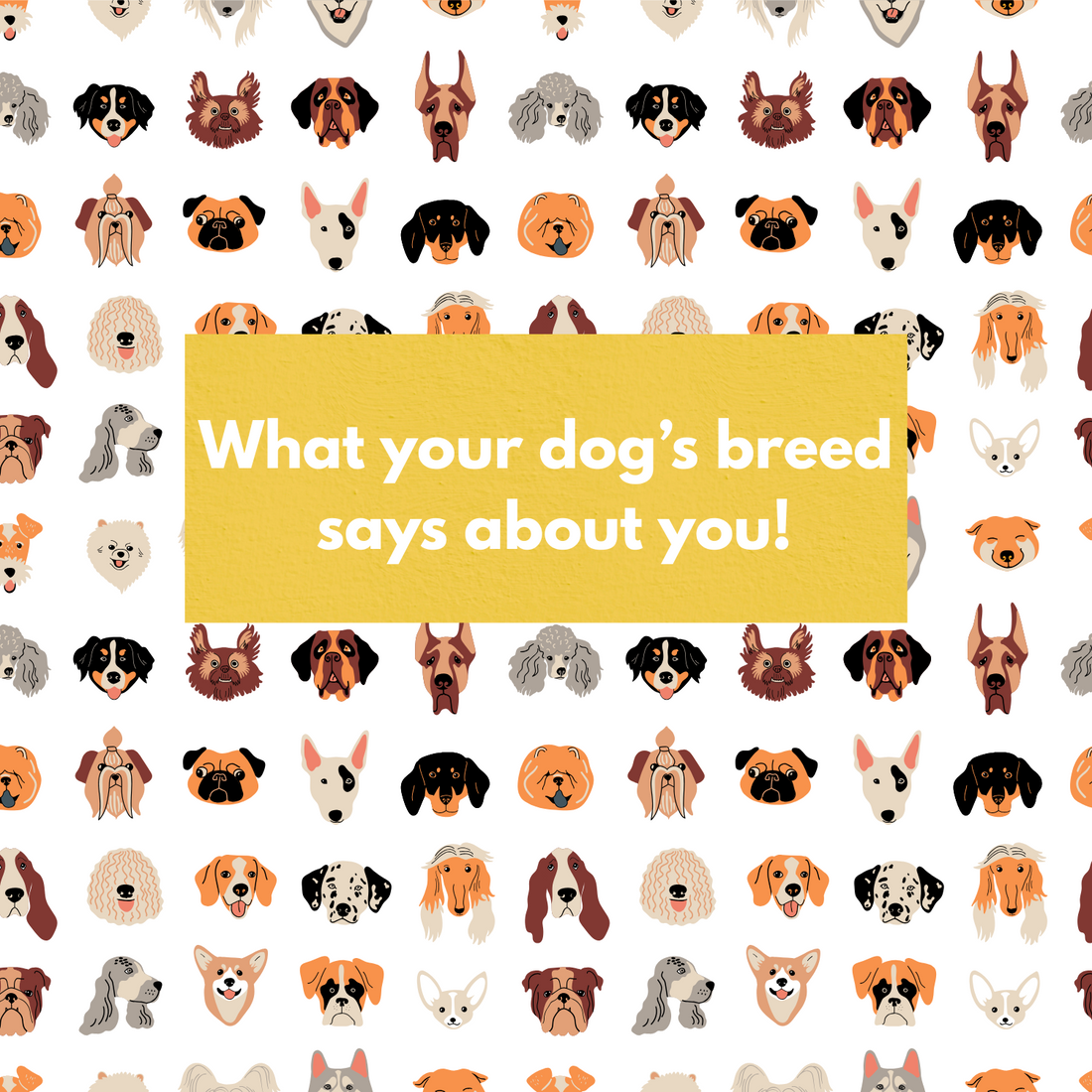 What Your Dog Breed Says About You!