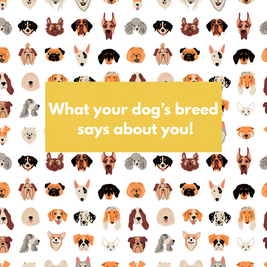 What Your Dog Breed Says About You!