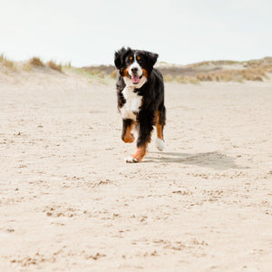 Dog Friendly Beaches in Somerset