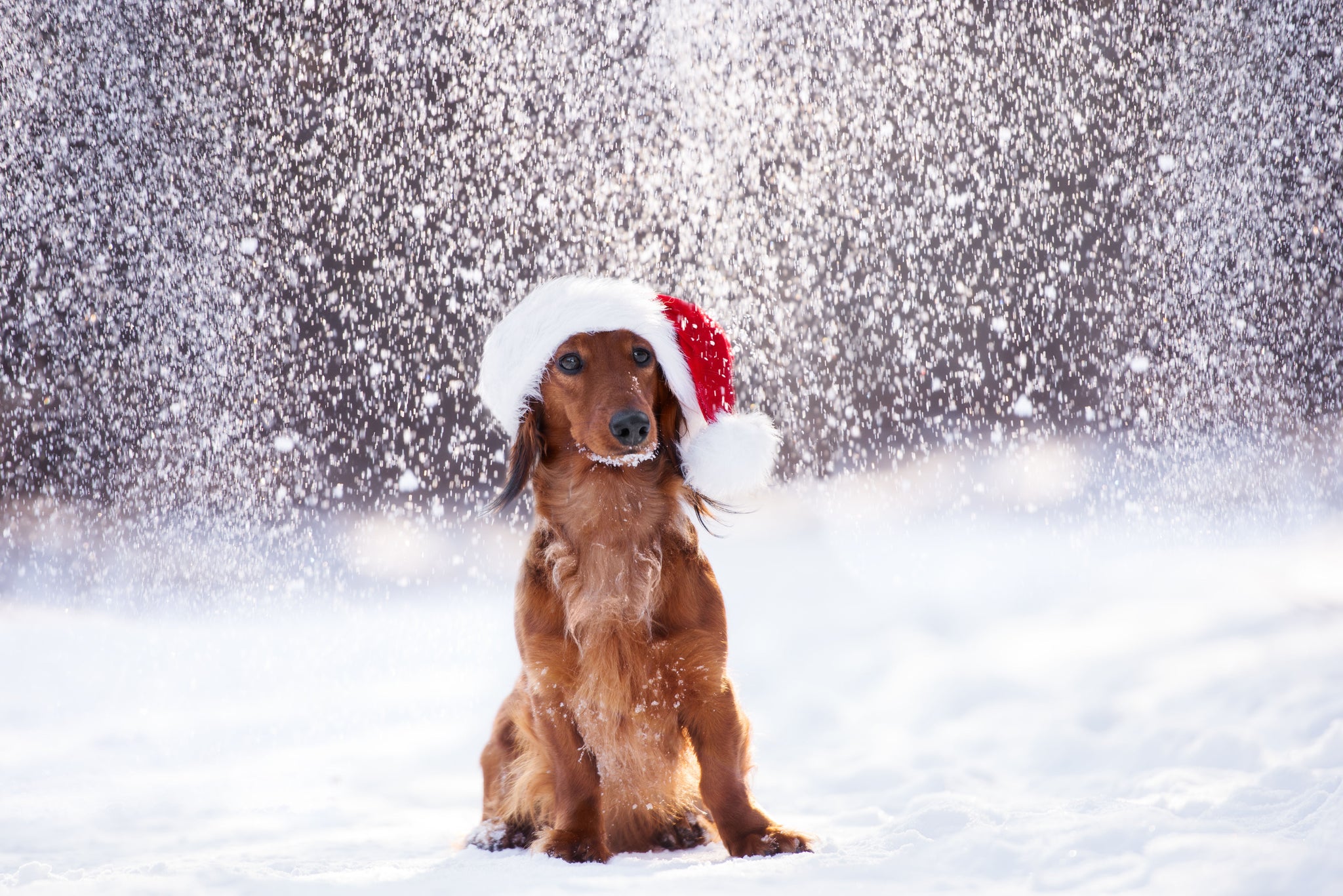 🎄 Ultimate Christmas Gift Guide for Dog Lovers  2024🎄