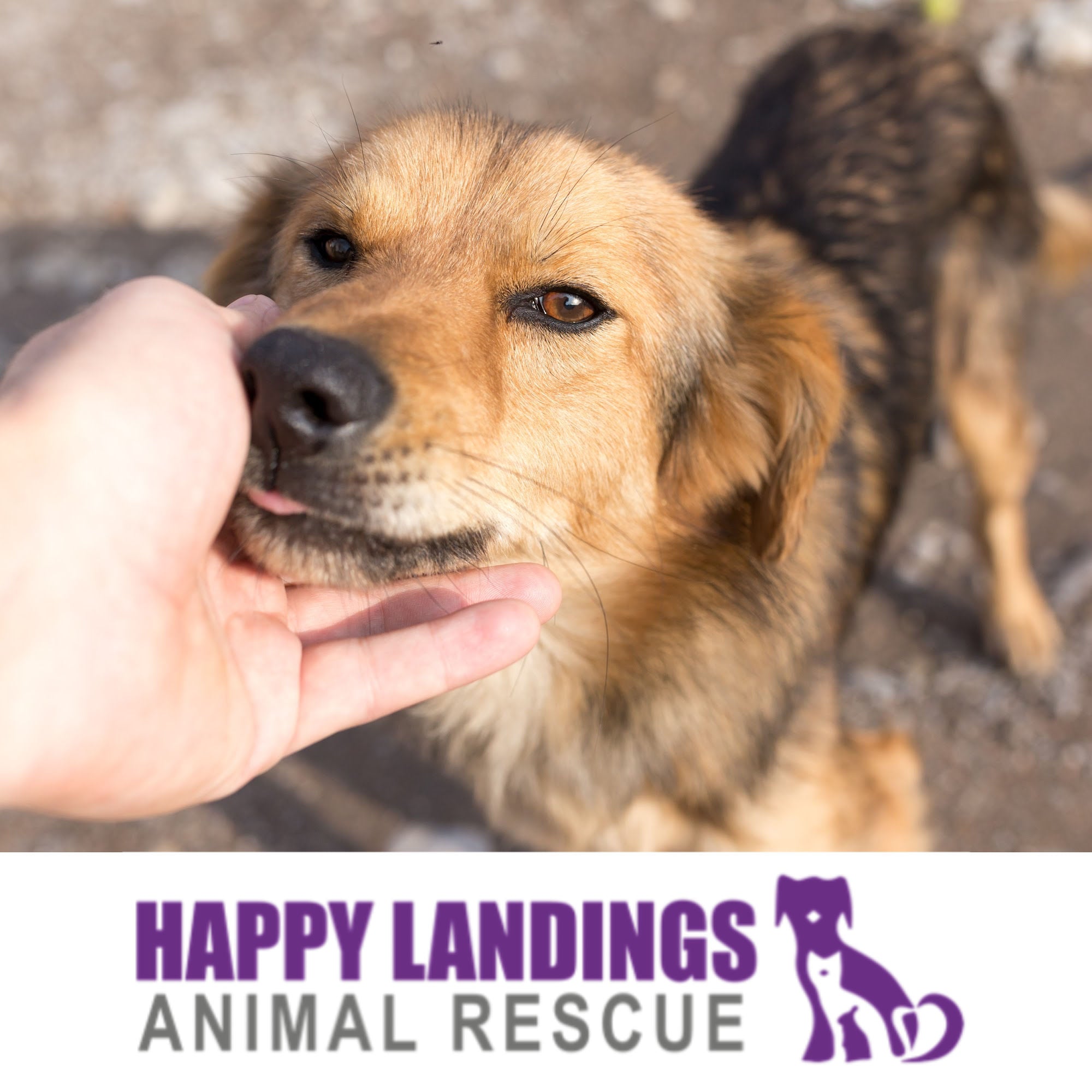 Donation to Happy Landings Animal Rescue!